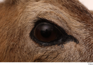 European roe deer eye 0001.jpg